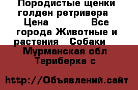 Породистые щенки голден ретривера › Цена ­ 25 000 - Все города Животные и растения » Собаки   . Мурманская обл.,Териберка с.